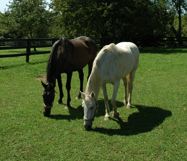 Horse Color Testing Products Texas A&M University eStore